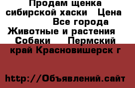 Продам щенка сибирской хаски › Цена ­ 8 000 - Все города Животные и растения » Собаки   . Пермский край,Красновишерск г.